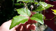 Eleutherococcus trifoliatus setosus