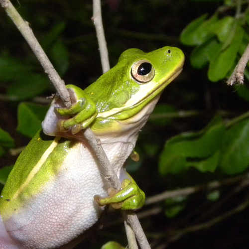 Green Treefrog photographed in Mississippi