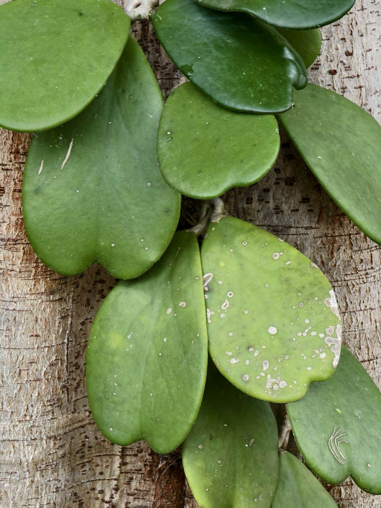Imagem de Planta-coração