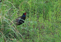 Phasianus versicolor