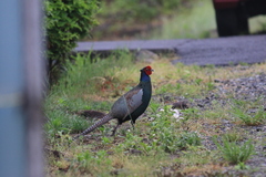 Phasianus versicolor