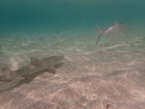 Lemon Shark, photo 9 of 10