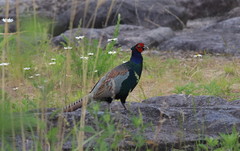 Phasianus versicolor