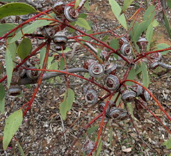 Eucalyptus pachyphylla