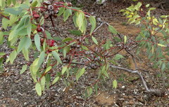 Eucalyptus pachyphylla