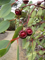 Eucalyptus pachyphylla