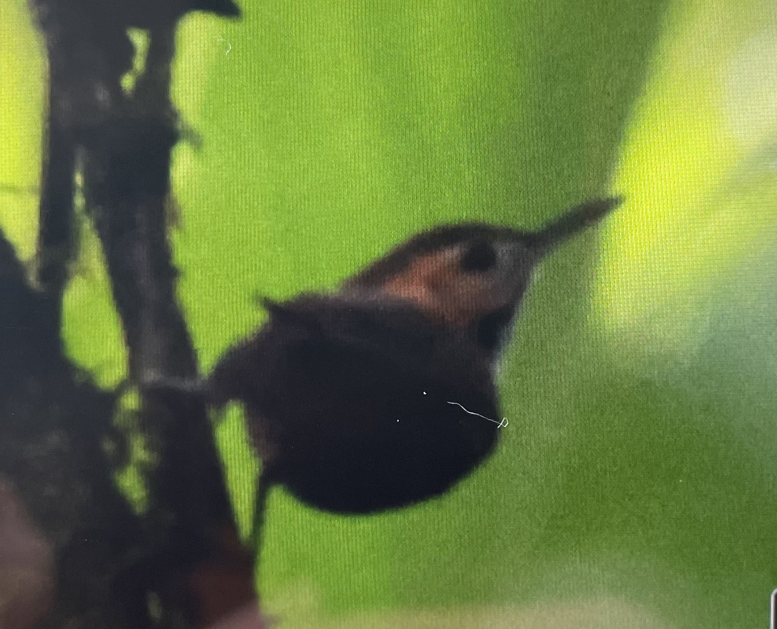 Tawny-faced Gnatwren (Microbates cinereiventris), photo 2