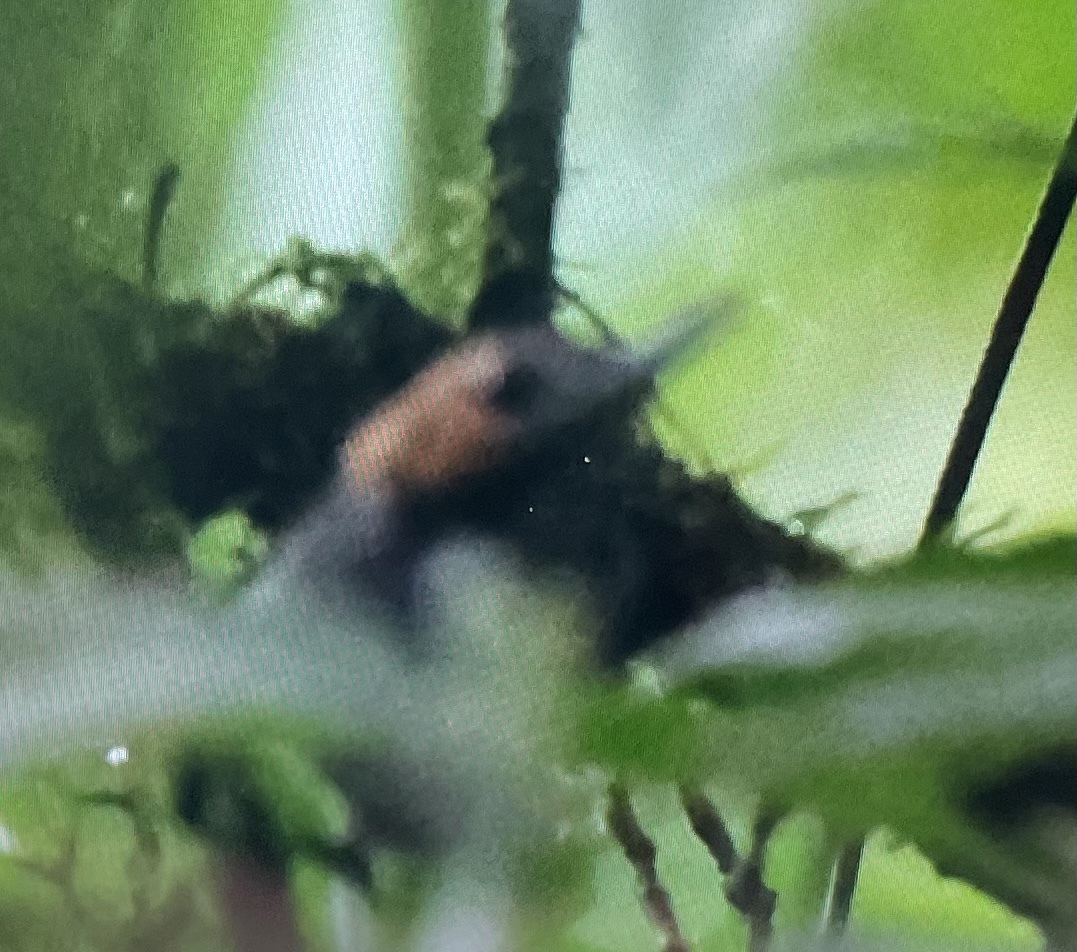 Tawny-faced Gnatwren (Microbates cinereiventris), photo 3
