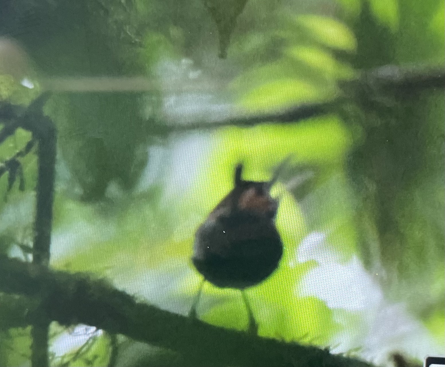 Tawny-faced Gnatwren (Microbates cinereiventris), photo 8