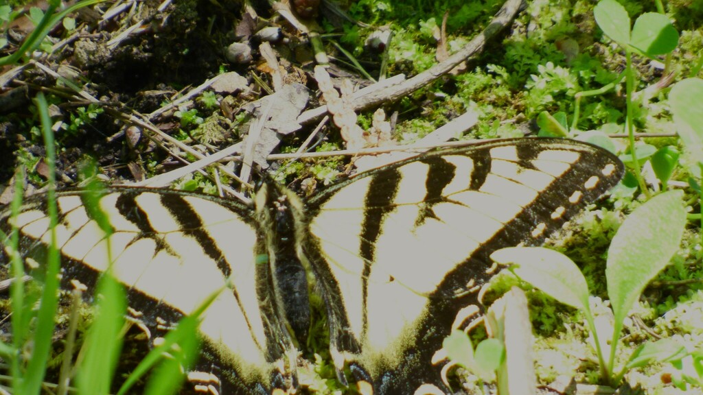 Canadian Tiger Swallowtail from Bensfort Bridge--Otonabee Gravel Pit