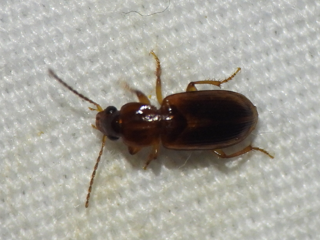 Philodes longulus