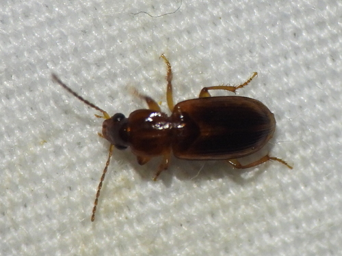 Philodes longulus