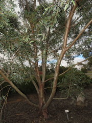 Eucalyptus macrandra