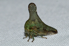 Glossonotus acuminatus