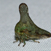 Glossonotus acuminatus - Photo (c) Royal Tyler,  זכויות יוצרים חלקיות (CC BY-NC-SA), uploaded by Royal Tyler