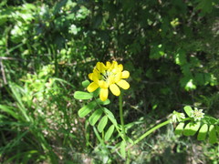 Coronilla valentina