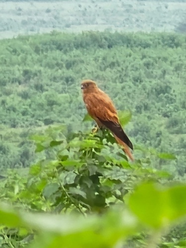 iNaturalist image