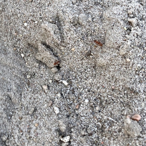 Bradley's Field Ant photo 4