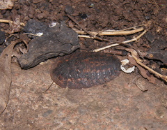 Laxta granicollis