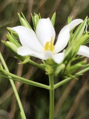 Sabatia quadrangula