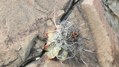 Astrophytum capricorne