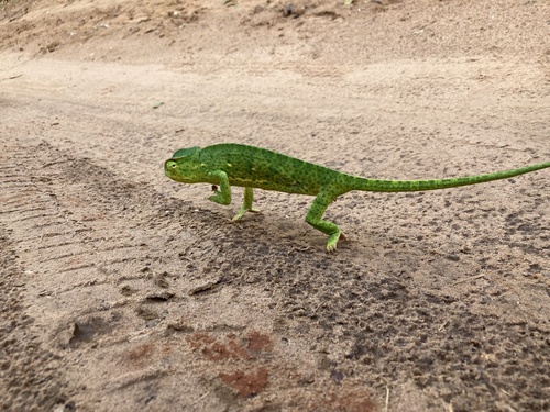 Senegal Chameleon, Chamaeleo senegalensis
