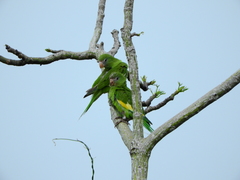 Brotogeris versicolurus