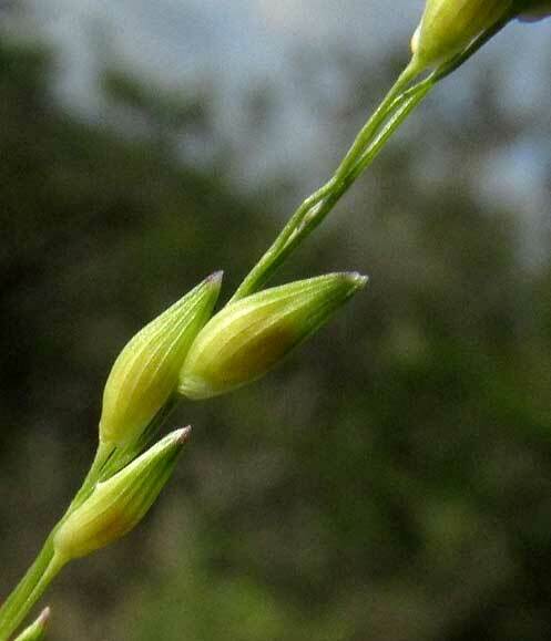Panicum hallii