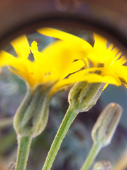 Crepis intermedia