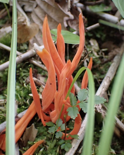 Clavulinopsis miyabeana