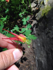 Aquilegia elegantula
