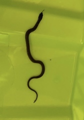 Coniophanes meridanus