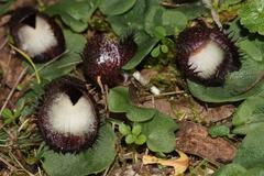 Corybas hispidus