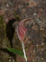 Pterostylis coccina