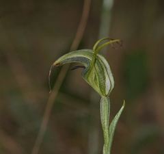 Pterostylis laxa