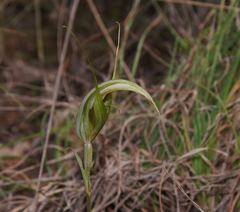 Pterostylis ampliata