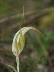 Pterostylis ampliata