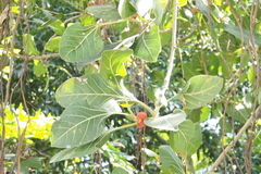 Ficus krishnae