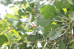 Ficus krishnae