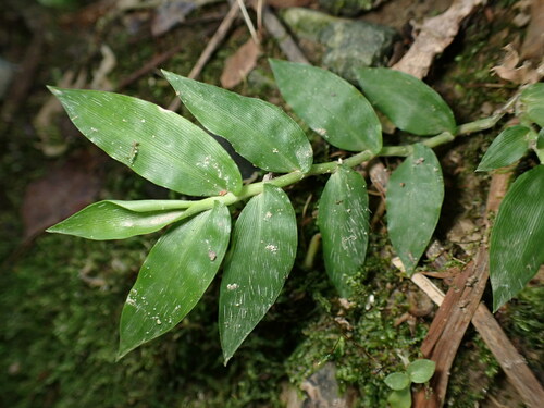Image of Oplismenus compositus by (c) W Rao, some rights reserved (CC BY)