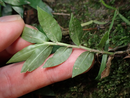 Image of Oplismenus compositus by (c) W Rao, some rights reserved (CC BY)
