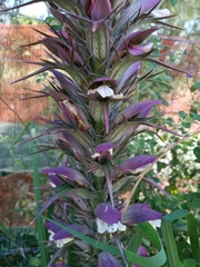 Acanthus spinosus