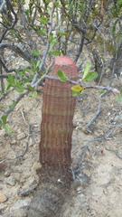 Echinocereus pectinatus pectinatus
