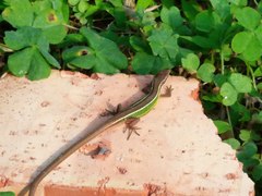 Takydromus viridipunctatus