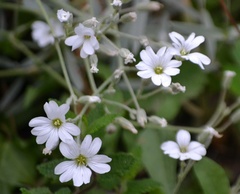 Cerastium tomentosum