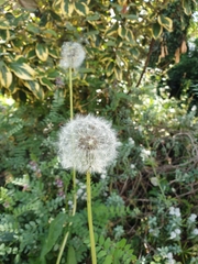 Taraxacum officinale