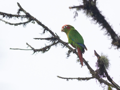 Rose-Crowned Parakeet photo 3