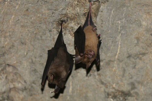 Hipposideros turpis observed 2024-07-25