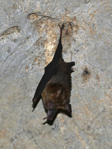 Hipposideros turpis observed 2024-07-25
