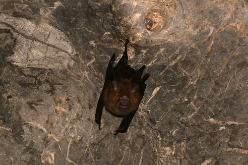 Hipposideros turpis observed 2024-07-25